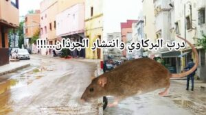 599932627_1442962247839626_4322327065596642535_n