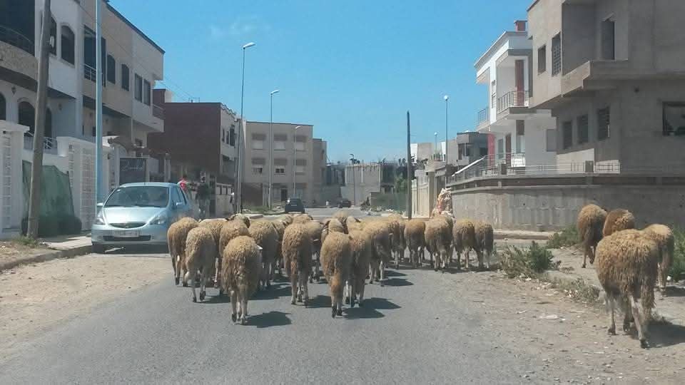 625258941_1388430199994369_7501928290647334673_n