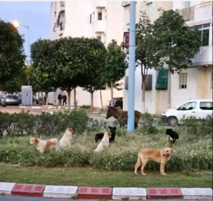 Capture d’écran 2026-01-03 120120