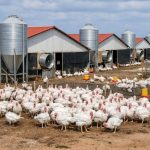 660529300_1383769190436486_6267672122238894685_n