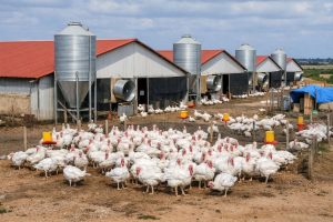 660529300_1383769190436486_6267672122238894685_n