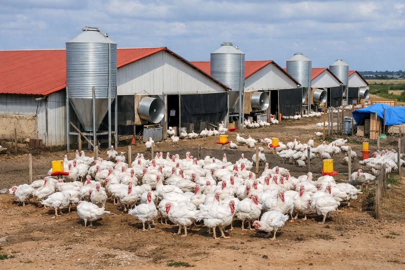 660529300_1383769190436486_6267672122238894685_n