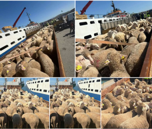 Capture d’écran 2026-04-11 111513