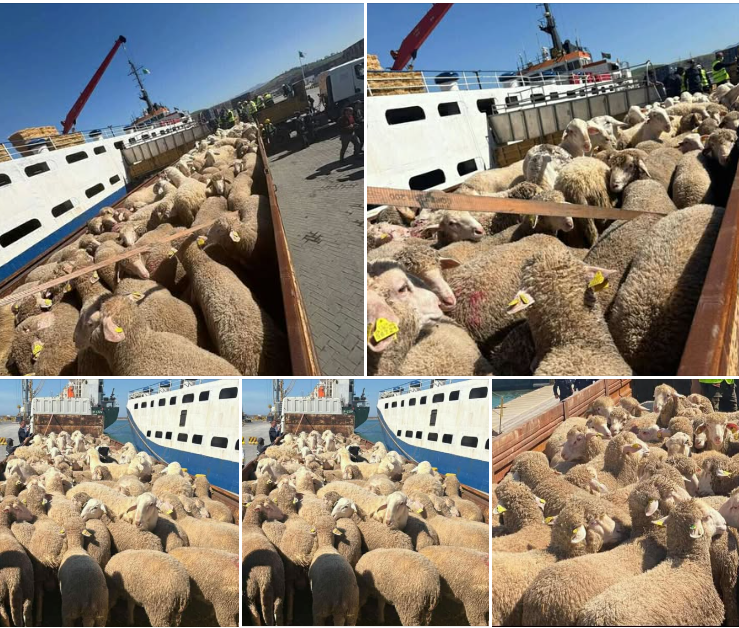 Capture d’écran 2026-04-11 111513