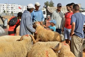 march___moutons6_889562653