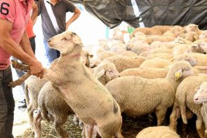 aid-adha-moutons